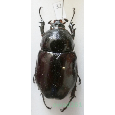 Augosoma centaurus (Fabricius, 1775) female Tanzania 48mm32